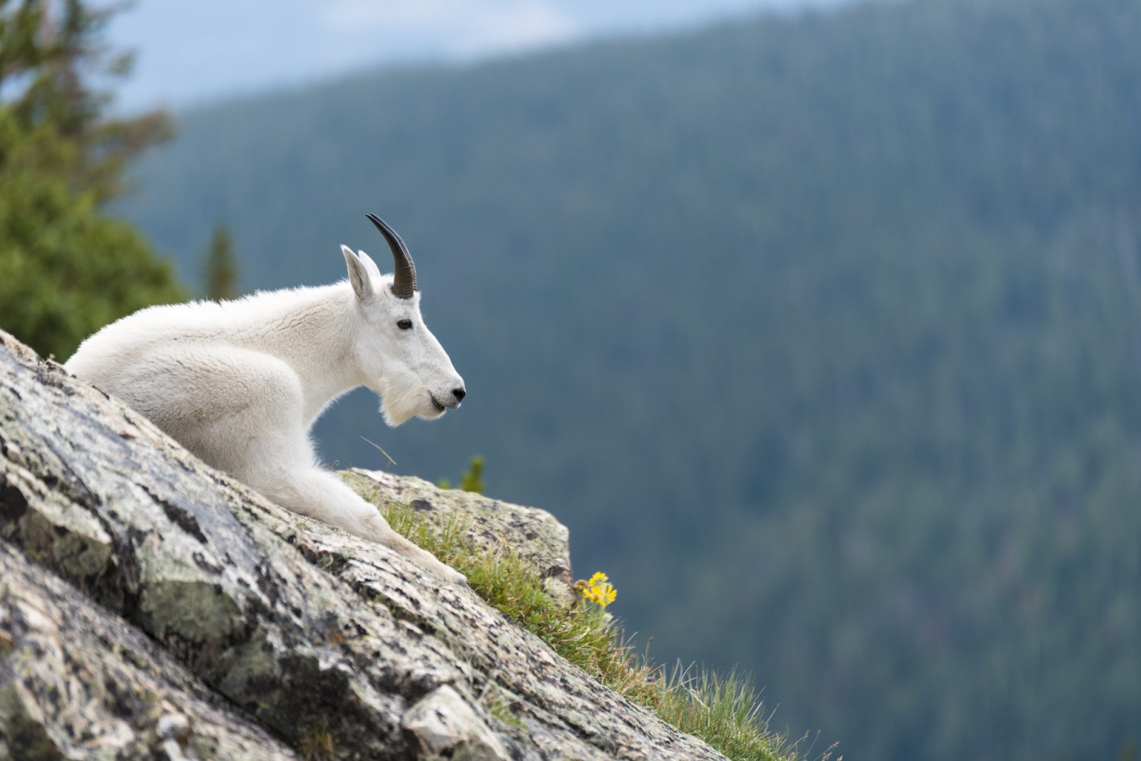 mountain goat 1